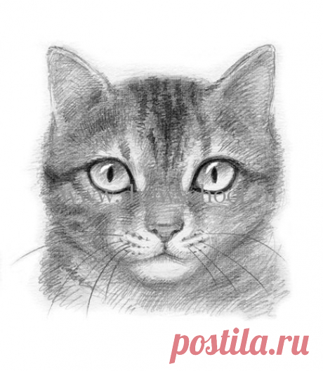 Как нарисовать мордочку кошку простым карандашом