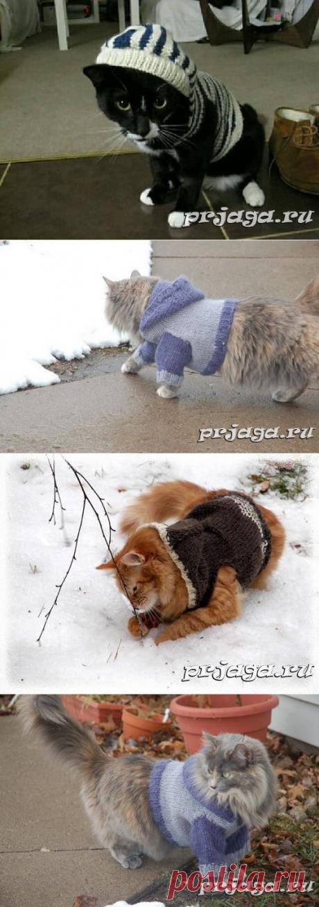 Вязание для кошек: пуловер с капюшоном