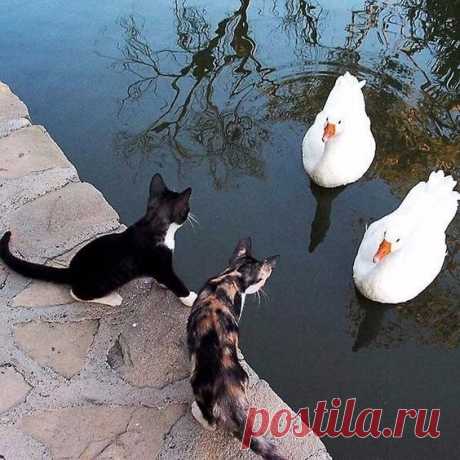 — Вы принесли рыбу? — Сначала покажите хлеб.