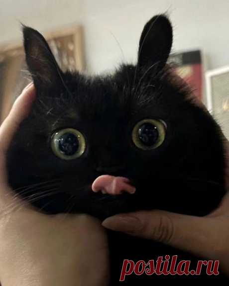 После работы⁠⁠ in 2025 | Cute cats, Cute cats photos, Funny cute cats