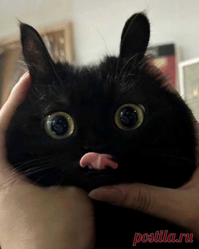 После работы⁠⁠ in 2025 | Cute cats, Cute cats photos, Funny cute cats