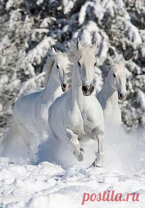 лошади | postila.ru/post/category/shopping