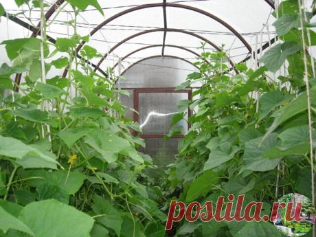 Баня для огурцов 

Здоровые зелёные лианы кустов огурцов с обильно висящими правильной формы зеленцами в конце августа в нашей местности явление непривычное. Именно такими увидел я прошлым летом растения у своих родственников в деревне.

И на вкус огурцы были отменными. Я подробно расспросил огородницу, как она ухаживает за огурцами. Уточняю: огородная лиана росла у неё в остеклённой, высотой около трёх метров теплице.

Во многом уход за огурцами не отличается от привычног...