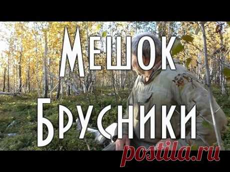 Мешок брусники. Оригинальный способ сбора ягоды.