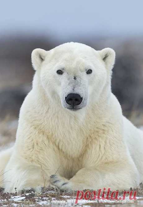 Мишка косолапый / cute bear – Google+