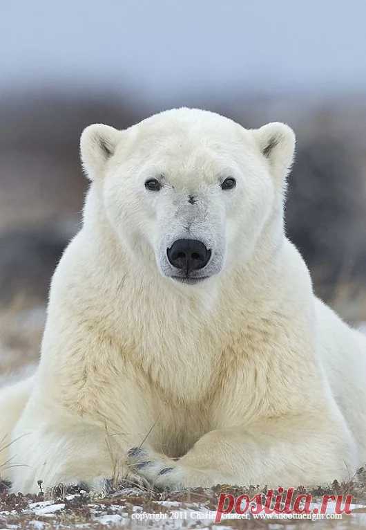 Мишка косолапый / cute bear – Google+