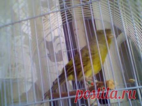 Кенар зеленый (овсяночный напев)