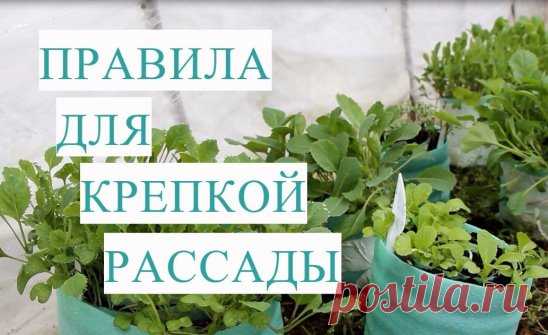 Правила для Крепкой и Здоровой Рассады Капусты. Результат Посева Способом для Ленивых.
https://www.youtube.com/watch?v=N8DdT3ZafwY&list=PLqCZWqsWs4QLhdGQ96xOLzYo2WDcwr7Z_&index=155
Выращивание рассады - процесс очень увлекательный. Сегодня речь пойдет о том, как вырастить крепкую и здоровую рассаду. Рассада капусты, рассада цветной капусты, условия выращивания рассады капусты, как вырастить рассаду капусты - тема данного видео. 
******** 
Рассада в улитке - это способ посадки рассады ,который дл