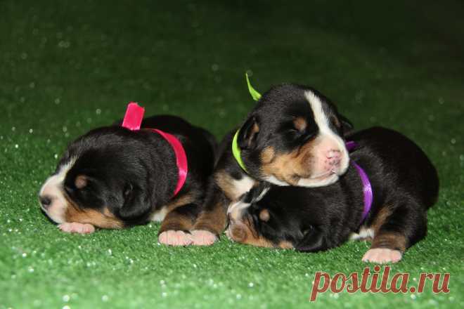 Available for sale GSMD Eberron L...... 4 females 

The kennel "Eberron" 17.12.2017 year were born 1 male and 5 females 
Great Swiss Mountain Dog.
Эберрон L......
dad puppies: CHEVALIER FROM BALIHARA RANCH 
(ELVIS VOM FORSTERRAIN - URSA MAIOR FROM BALIHARA RANCH)

mom puppies: JETTA FROM CANIS STAR
(RAMMSTEIN FROM SWISS STAR - UPS FROM SWISS STAR)

http://dogsfiles.com/index.php?ind=dogsbase&breed=65&op=view&did=107578