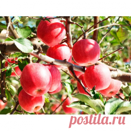 Яблоня Секаи Ши