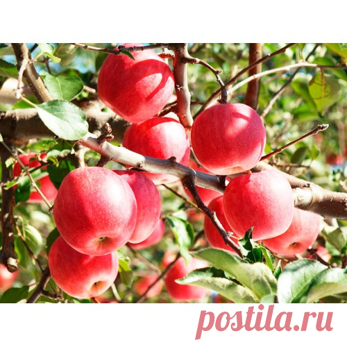 Яблоня Секаи Ши
