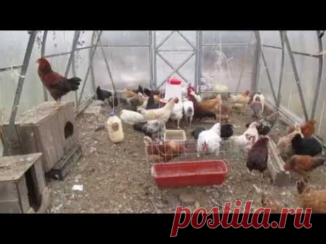 Куры несутся зимой как летом!