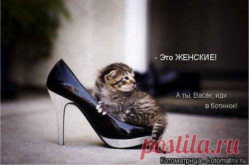 Отличная котоматрица для поднятия настроения