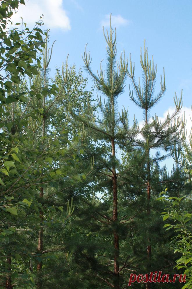 Зелёные ,,канделябры,,