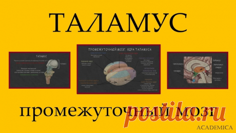 Доступные и простые видео по физиологии мозга. Очень помогут для подготовки к ЕГЭ и олимпиадам, пригодится в универе.

1. Промежуточный мозг: таламус, функции ядер таламуса.
2. Мозжечок функции, анатомическое и гистологическое строение.
3. Ствол: продолговатый, мост, средний(четверохолмие и ядра: красное ядро и черная субстанция)
4.Основные отделы. Функции зон новой коры: сенсорная и ассоциативная зона