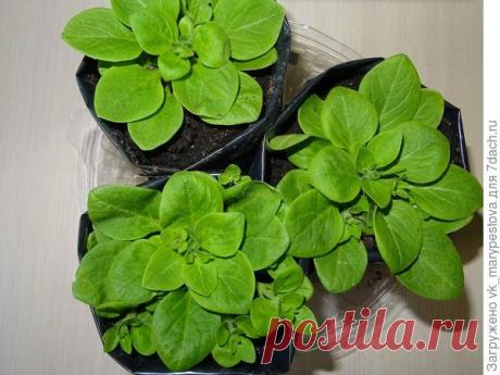 Пакеты для рассады из плёнки: опыт использования, советы, фото