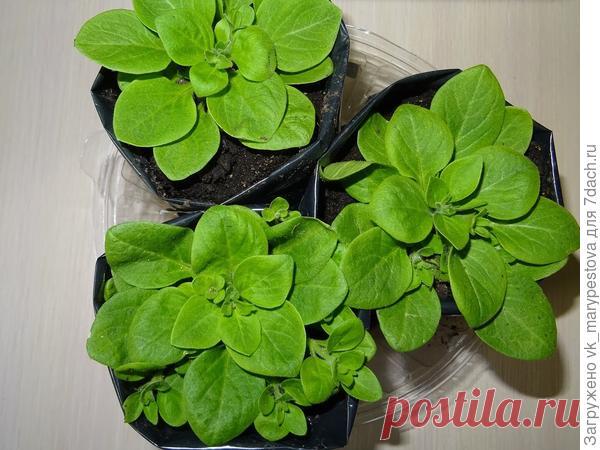 Пакеты для рассады из плёнки: опыт использования, советы, фото