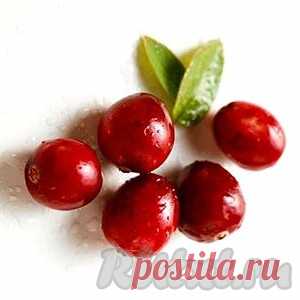 Клюква. Полезные свойства клюквы Клюква – вечнозелёный стелящийся кустарник, принадлежащий к семейству вересковых. Произрастает растение на мшистых торфяных болотах по всей средней и северной полосе Евразийского континента, в Сибири, на Дальнем Востоке. На северных торфяных болотах встречаются обширные посадки. Нередко в ...