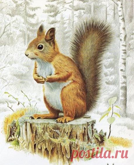 Squirrels