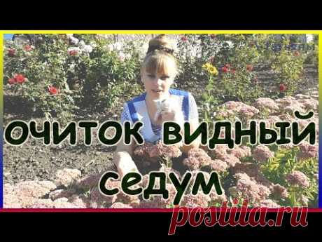 Низкорослые цветы для клумбы, цветущие все лето (39 фото): многолетники, красивые мелкие сорта, синего цвета, синие для уличного газона