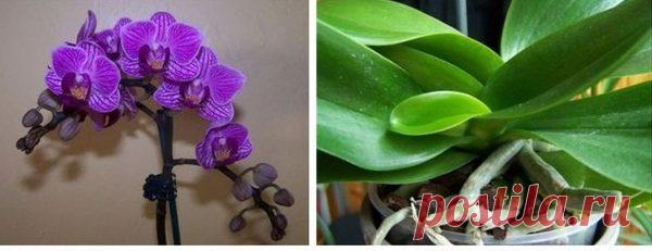 Как размножать орхидею фаленопсис правильно… Размножить фаленопсис получится лишь в том случае, если она здорова, а также получает необходимые питательные вещества, достаточное количество света и влаги. Отличительной особенностью фаленопсисов является то, что этот вид орхидеи не имеет псевдобульб, отвечающих за накопление питательных веществ.