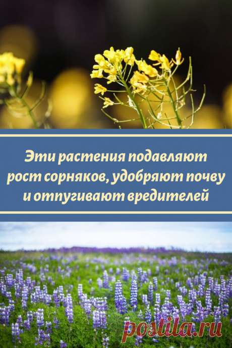 Эти растения подавляют рост сорняков, удобряют почву и отпугивают вредителей