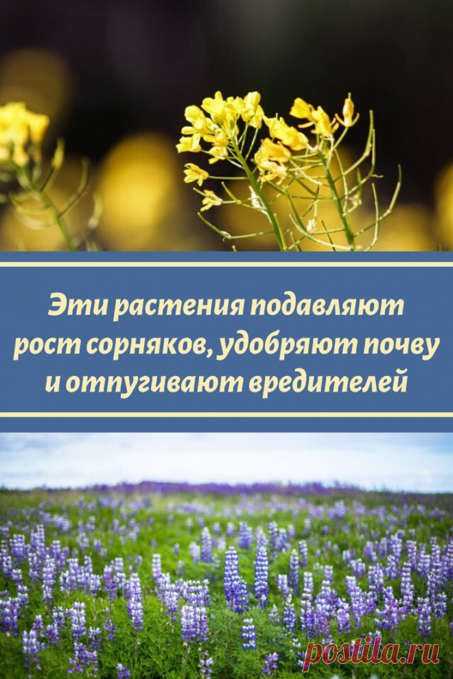 Эти растения подавляют рост сорняков, удобряют почву и отпугивают вредителей