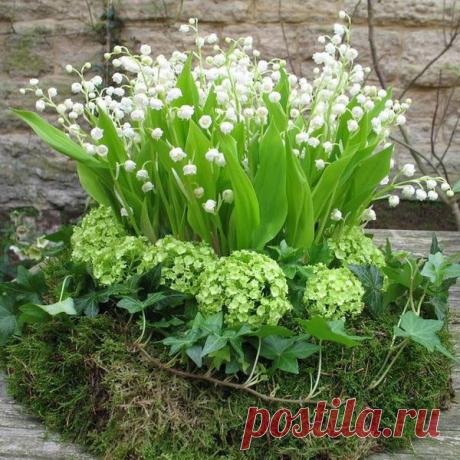 Многолетний садовый цветок Ландыш (Convallaria). Корневищный многолетник высотой до 25 см. Листья широкоэллиптические. Цветки белые колокольчатые с приятным ароматом, собраны в кистевидное соцветие. Цветет в мае - июне.

Основные виды.
В культуре один вид - л.майский (C.majalis), есть несколько разновидностей: крупноцветковые, с розовыми и махровыми цветками, пестрыми листьями.