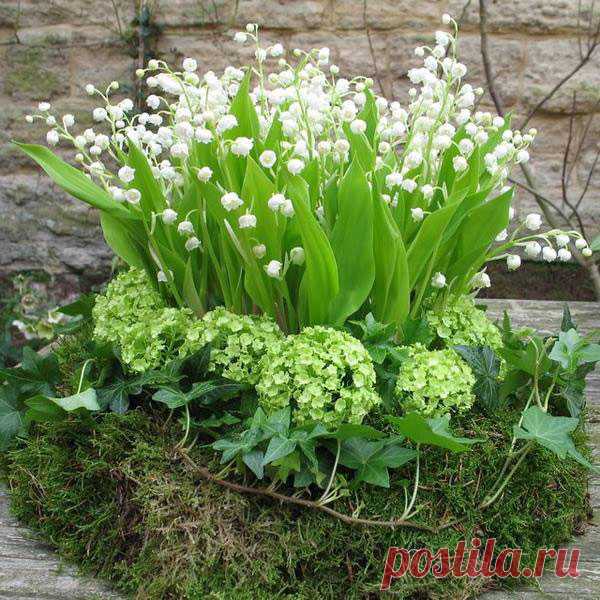 Многолетний садовый цветок Ландыш (Convallaria). Корневищный многолетник высотой до 25 см. Листья широкоэллиптические. Цветки белые колокольчатые с приятным ароматом, собраны в кистевидное соцветие. Цветет в мае - июне.