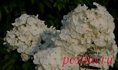 Флокс метельчатый - описание, фото сортов, посадка и уход, цена семян и где купить в Москве и СПб