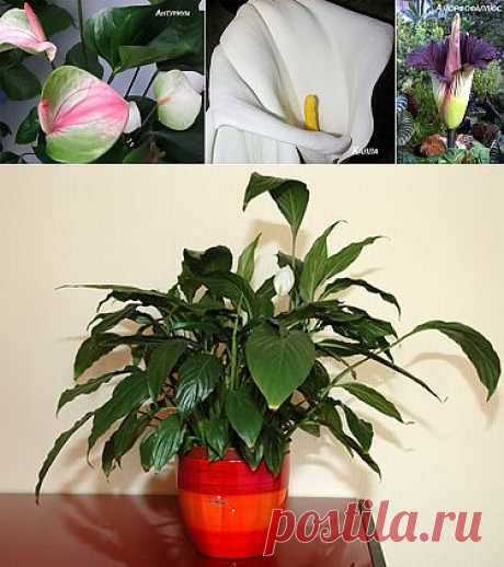 Завернувшись в покрывало. Семейство ароидных: спатифиллум и другие