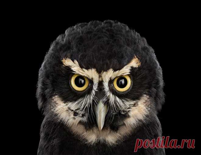 11 чарующе красивых сов. Фотографии.