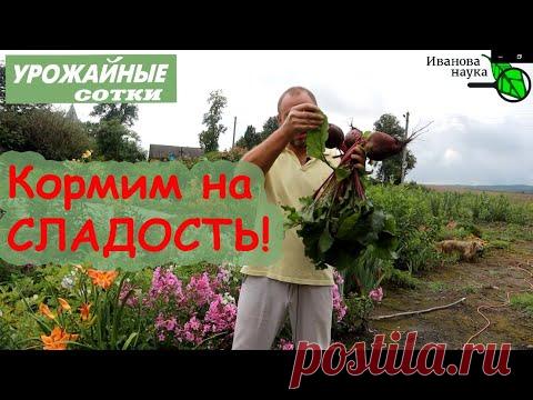 Подкормка свеклы на сладость без черноты и парши! Простой и эффективный рецепт!