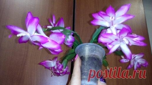 Декабрист Срочно Уход для пышного цветения Декабриста Шлюмрергера Rhipsalidopsis что бы кактус цвел | Сибирский Сад Людмила Борисовна | Дзен