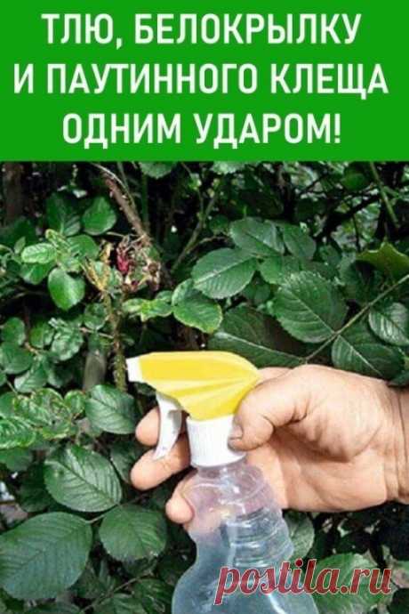 Универсальное средство против вредителей в огороде - Это шампунь от блох для животных. | OK.RU Универсальное средство против вредителей в огороде - Это шампунь от блох для животных.
Итак, в первую очередь скажу какой именно шампунь подойдет для борьбы с вредителями. Обращаем внимание на состав: в шампуне должен обязательно содержаться перметрин. Это то самое действующее вещество, которое и будет устранять насекомых.
Перметрин — это яд для членистоногих, который губительно ...