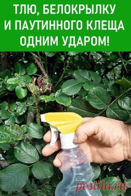 Универсальное средство против вредителей в огороде - Это шампунь от блох для животных. | OK.RU Универсальное средство против вредителей в огороде - Это шампунь от блох для животных.
Итак, в первую очередь скажу какой именно шампунь подойдет для борьбы с вредителями. Обращаем внимание на состав: в шампуне должен обязательно содержаться перметрин. Это то самое действующее вещество, которое и будет устранять насекомых.
Перметрин — это яд для членистоногих, который губительно ...