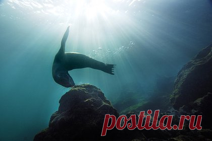 Одурманенный водорослями морской лев погнался за пловчихой и прокусил ей руку. В США, морской лев, отравленный токсичными водорослями, напал на пловчиху и прокусил ей руку. Анжела Ли совершала пятикилометровый заплыв вместе с другими пловцами, когда произошло нападение. По словам женщины, сначала морской лев несколько раз проплыл под ней, а затем приблизился и ударил ее головой в бок.