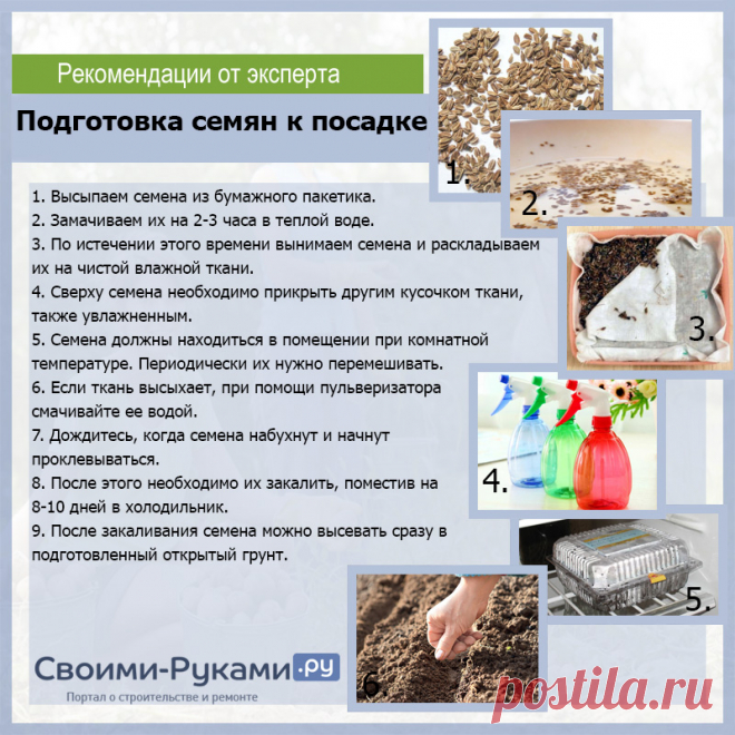 Подготовка семян к посеву | УФМС Паспортный стол РФ