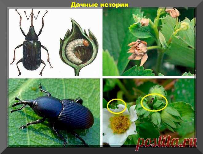 Подробный план работ с клубникой на весну: как пошагово ухаживать за клубникой весной | Дачные истории | Дзен