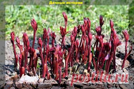 10 простых советов по весеннему уходу за пионами, которые приведут к обильному цветению: простейшая схема по уходу за пионами весной | Дачные истории | Дзен