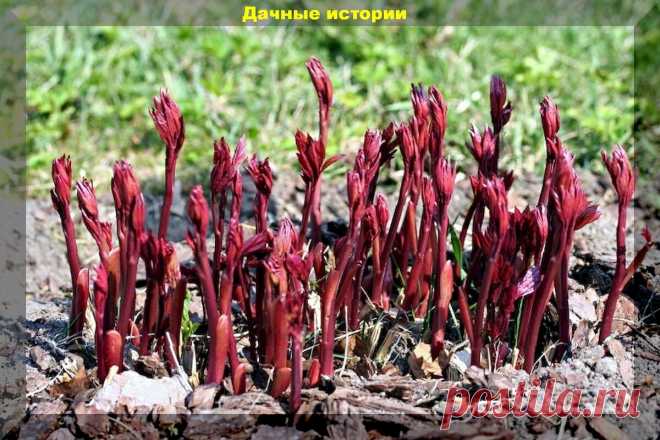 10 простых советов по весеннему уходу за пионами, которые приведут к обильному цветению: простейшая схема по уходу за пионами весной | Дачные истории | Дзен