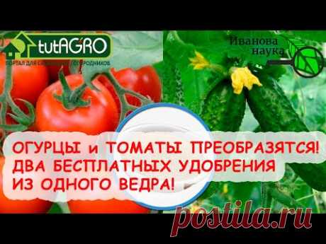 Я САМ В ВОСТОРГЕ! КАК ПРОСТО ПОДКОРМИТЬ ОГУРЦЫ и ТОМАТЫ ИЗ... ОДНОЙ БОЧКИ! ЗОЛЬНЫЙ и ПОДЗОЛЬНЫЙ Р-Р.