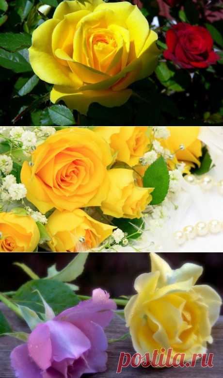 Роза желтая, как ты красива...