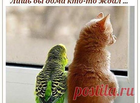 КОГДА ЖЕ ХОЗЯЙКА ПРИДЕТ ?