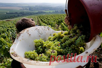 Во Франции рухнуло производство вина