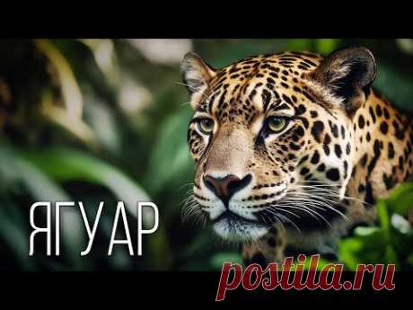 Ягуар: Призрак Амазонки | Интересные факты про ягуара