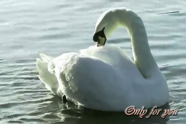 i-1299.jpg (600×400)