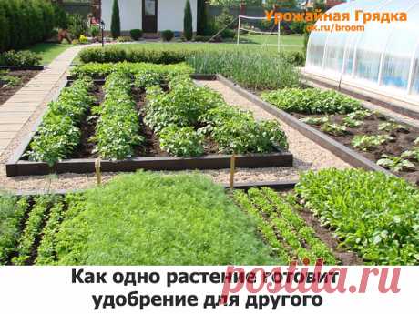 У каждого растения свое &quot;меню&quot;.
