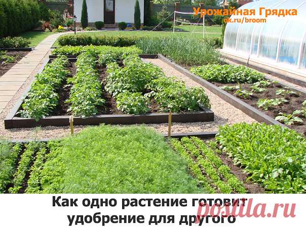 У каждого растения свое "меню".