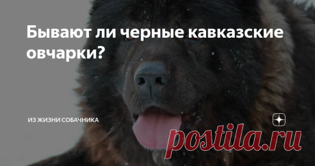 Бывают ли черные кавказские овчарки? Согласно стандарту породы, нестандартными считаются следующие окрасы: чисто черный (угольный) с черным подшерстком; печеночный разных оттенков; черно- и печеночно-подпалый, черно- и кофейно- пегий, белый с черными и кофейными пятнами; бело-черный, черно-белый, печеночно-белый, бело-печеночный; генетически
